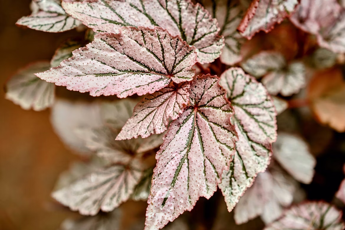 ΜΠΙΓΓΟΝΙΑ ΡΕΞ – Begonia rex